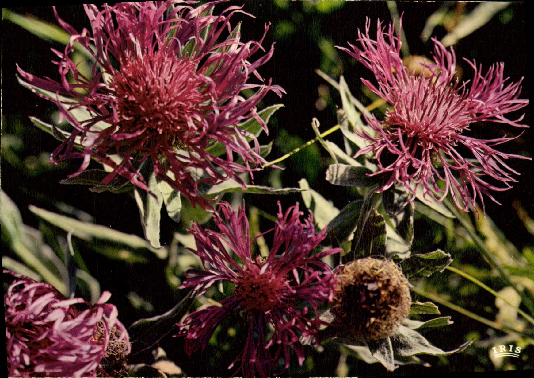 CPM Flore De Montagne Centauree Centaurea Nigra