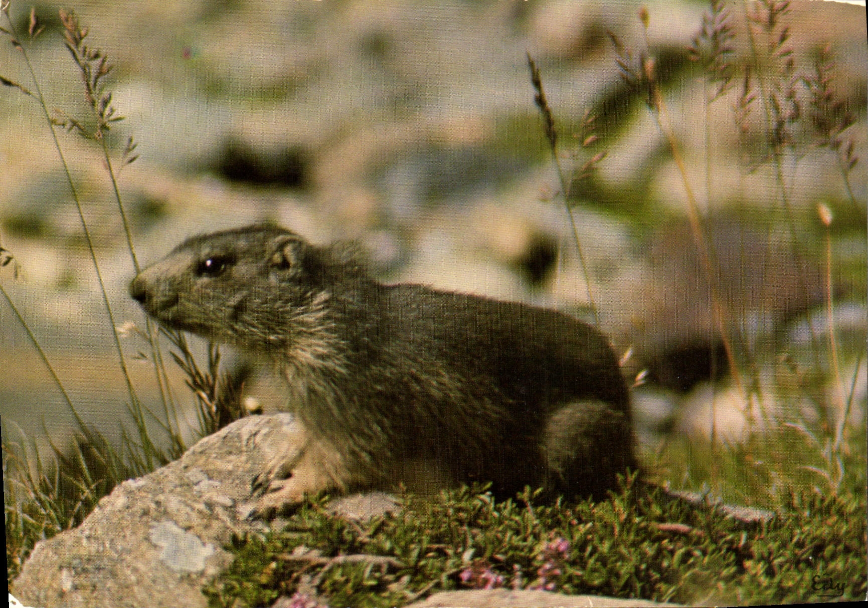 MODERN CARD Young Marmot Or Marmotton