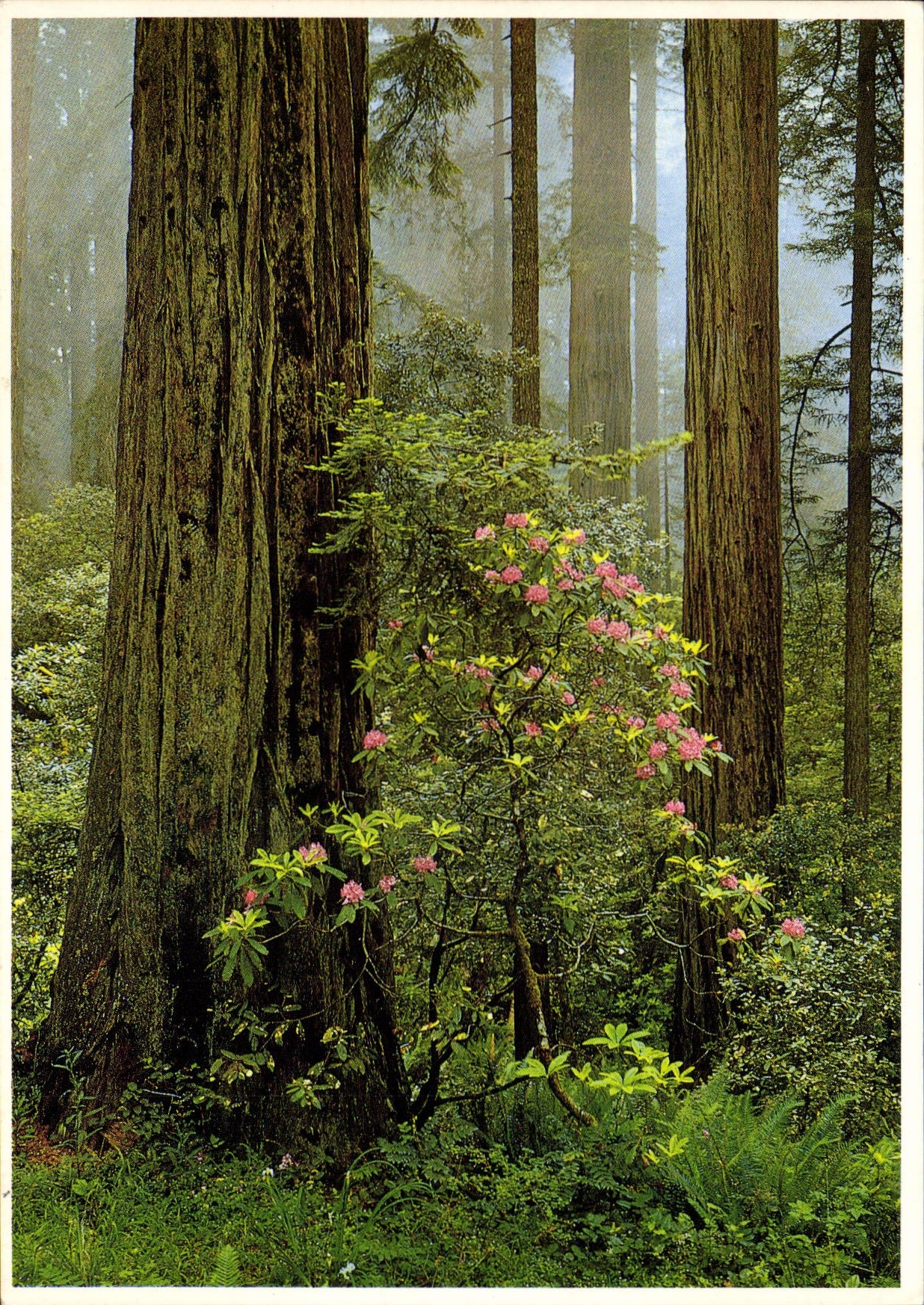 MODERN CARD Drill Under wood