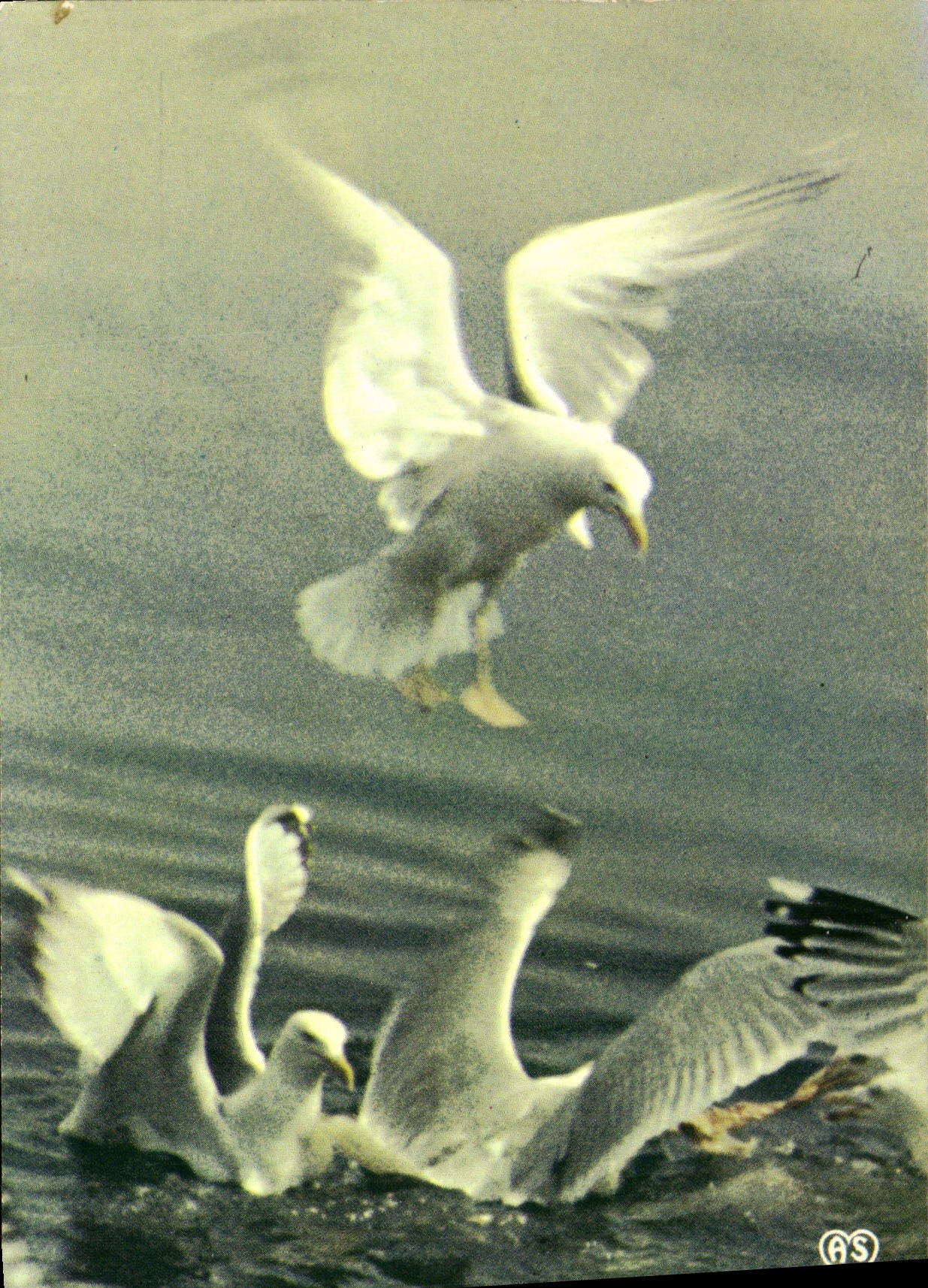 MODERN CARD Gulls Of the Strikes Birds