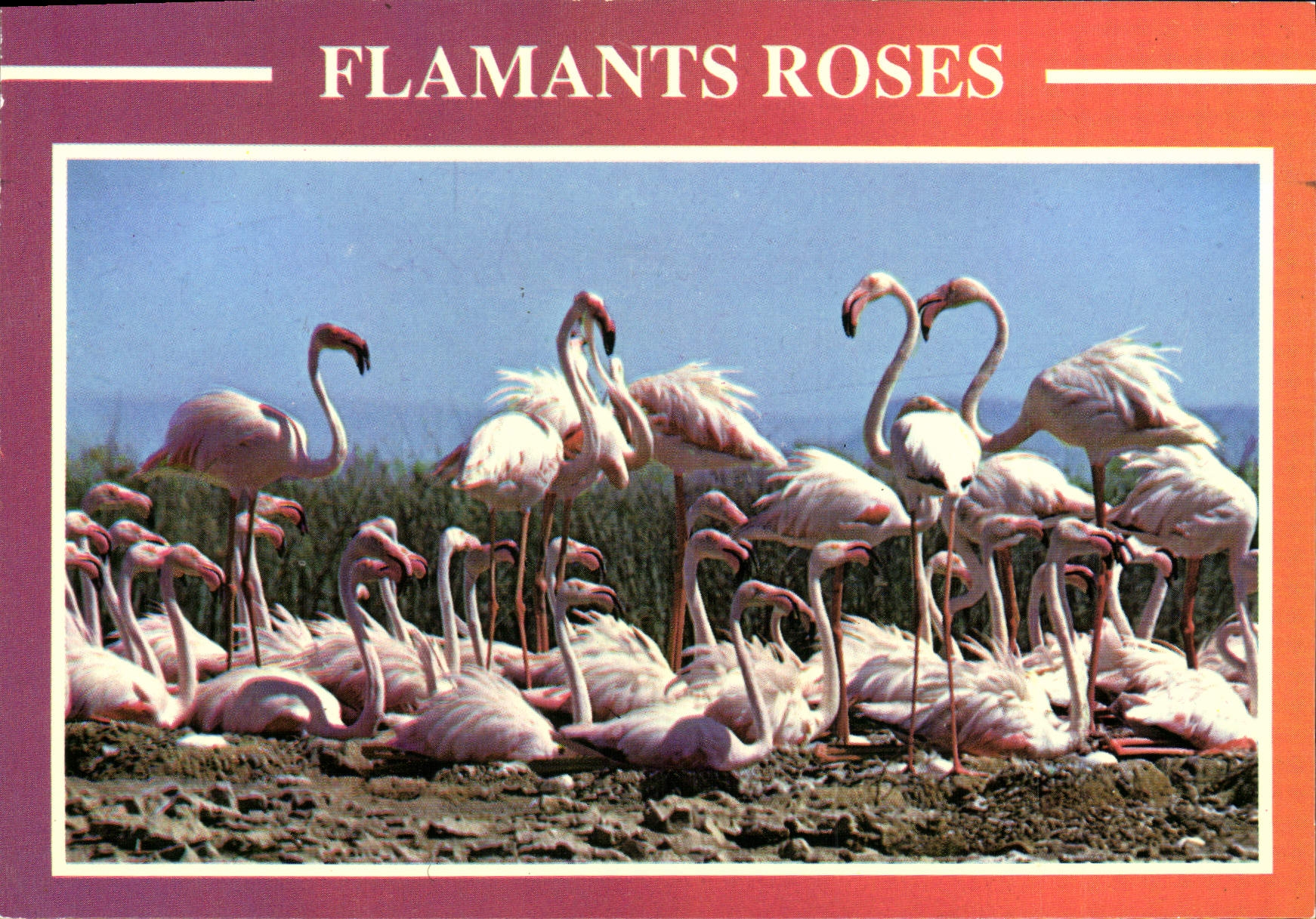MODERN CARD Pink flamingos the Camargue Languedoc