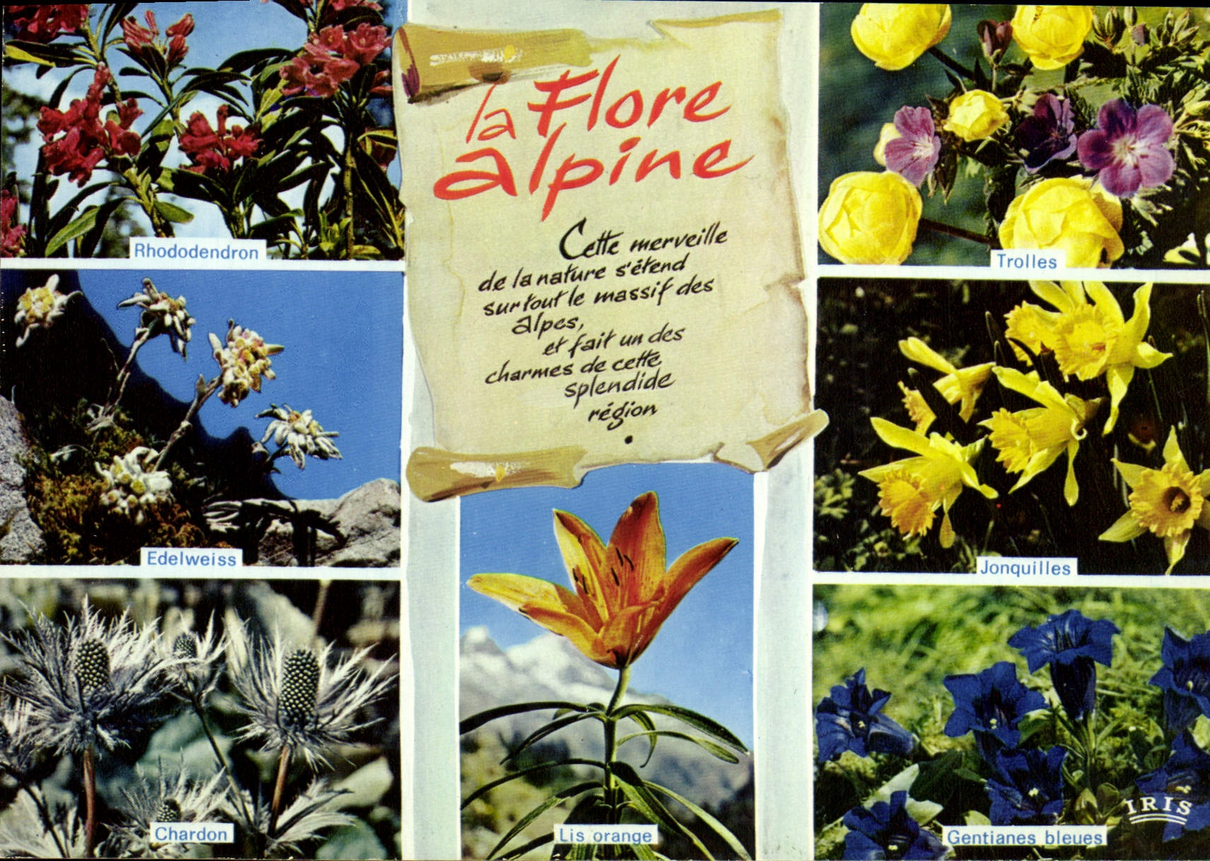 CPM La Flore Alpine Rhododendron Edelweiss Chardon Trolles Jonquilles Gentianes Lis orange