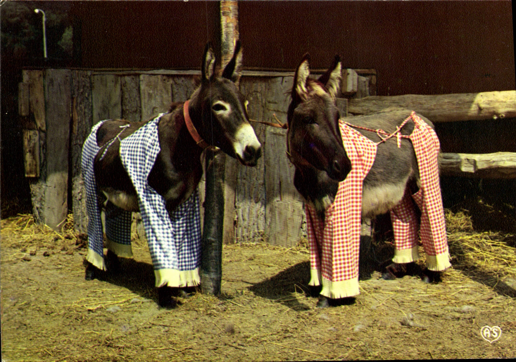 POSTAL MODERNA asnos en traseros