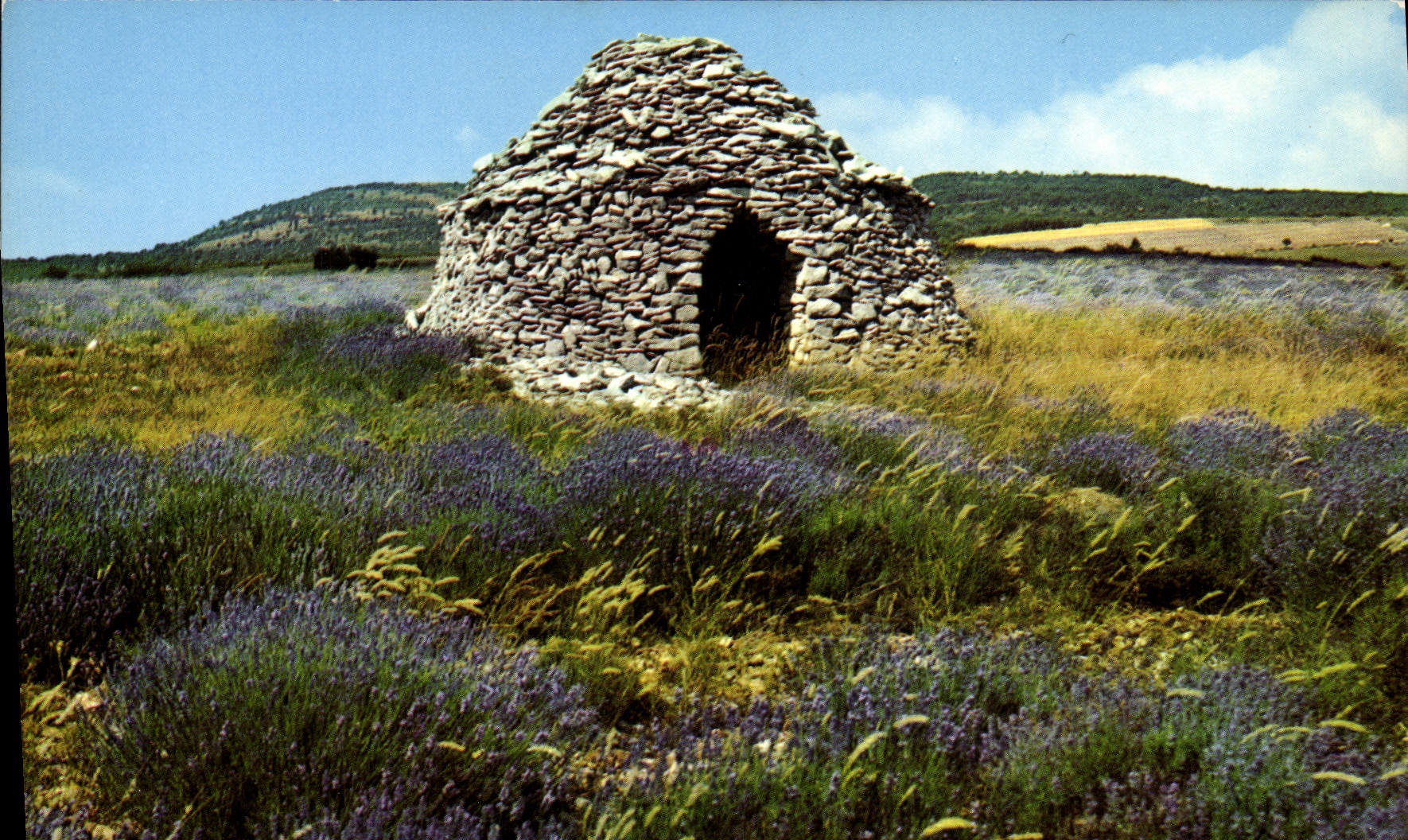 CPM Les Belles Images De Provence Boris dans les lavandes