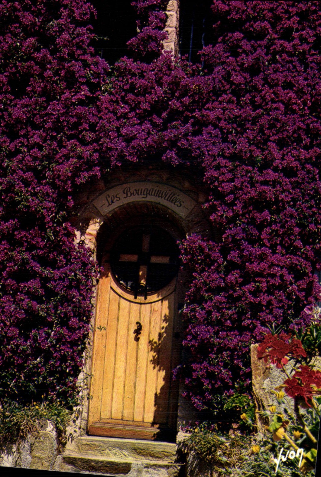 CPM Cote d'azur Les bougainvillees en fleurs 