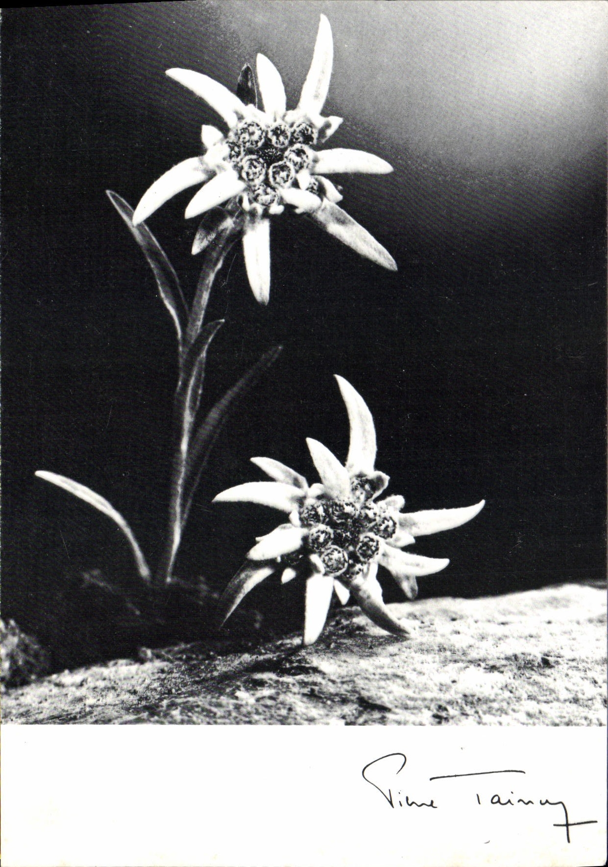 MODERN CARD Edelweiss