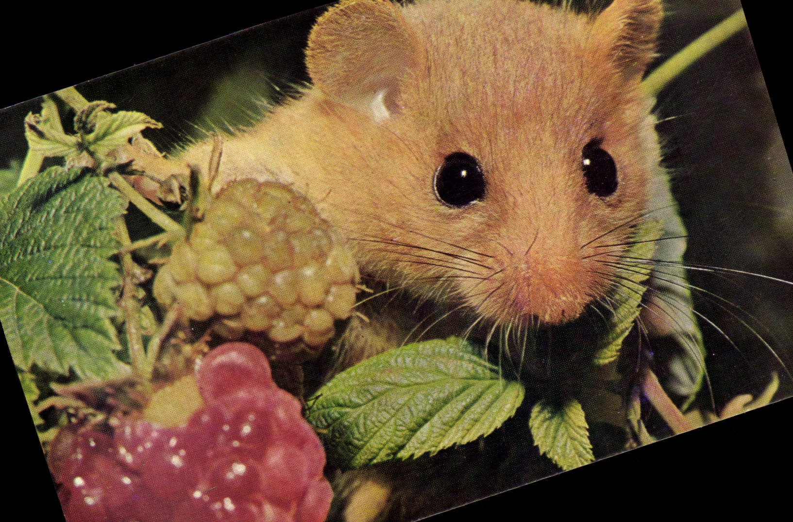 MODERN CARD Rodent Muscardin