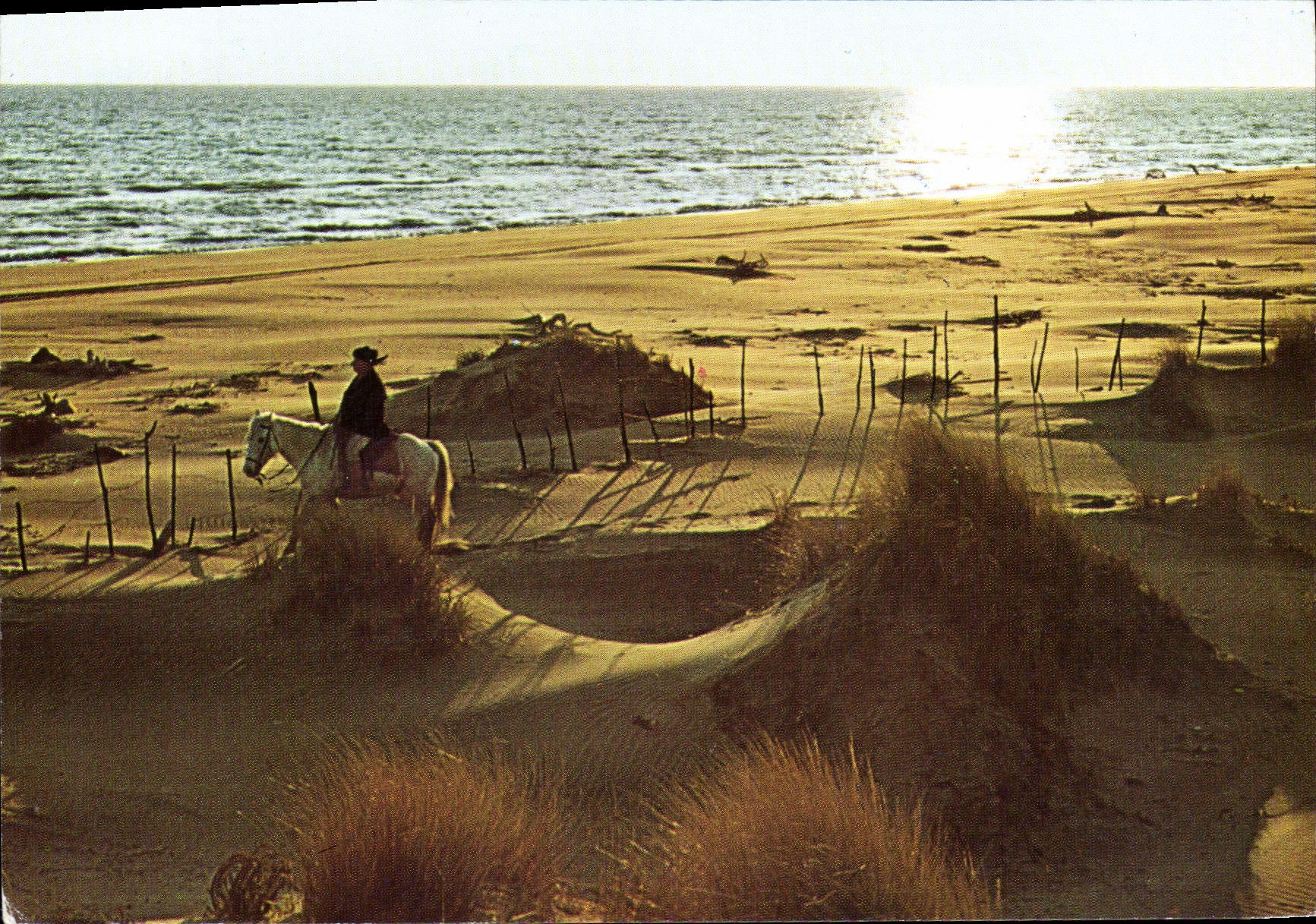 MODERN CARD Against Day And Rider In the Dunes Horse