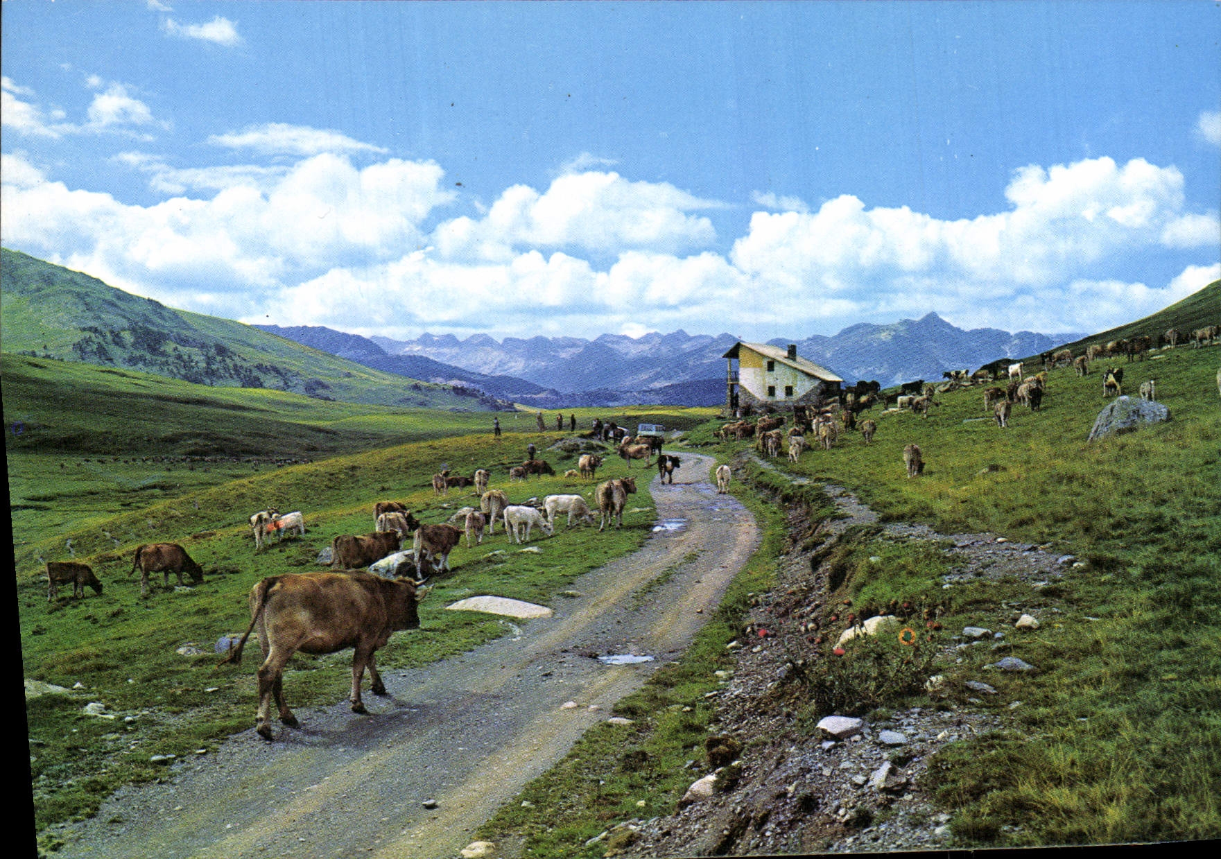 CPM Valle De Aran Pla De Beret Vaches