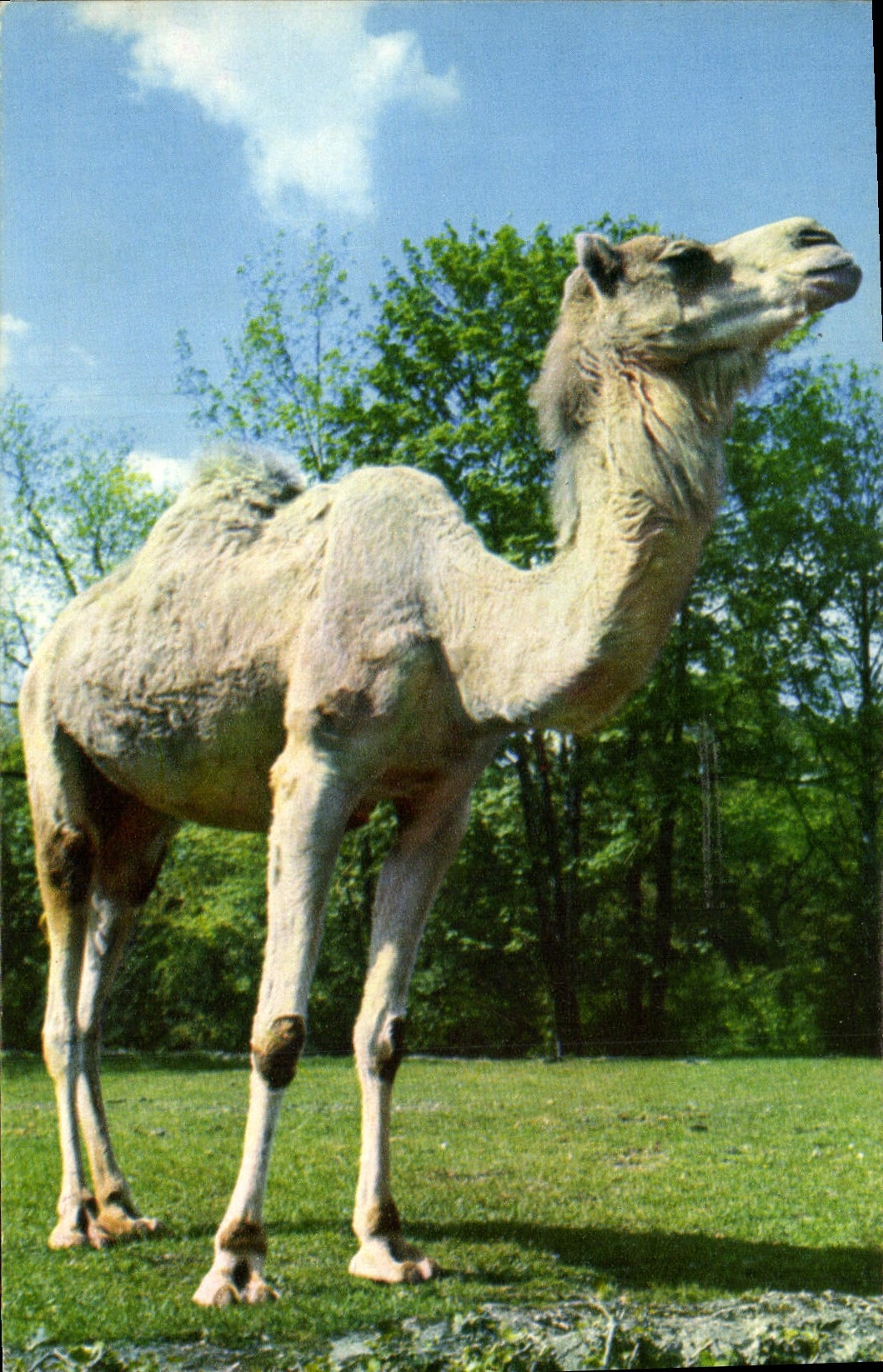 MODERN CARD Camel