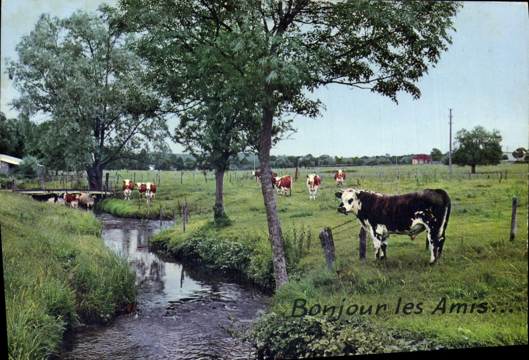CPM Bonjour Les Amis Vache