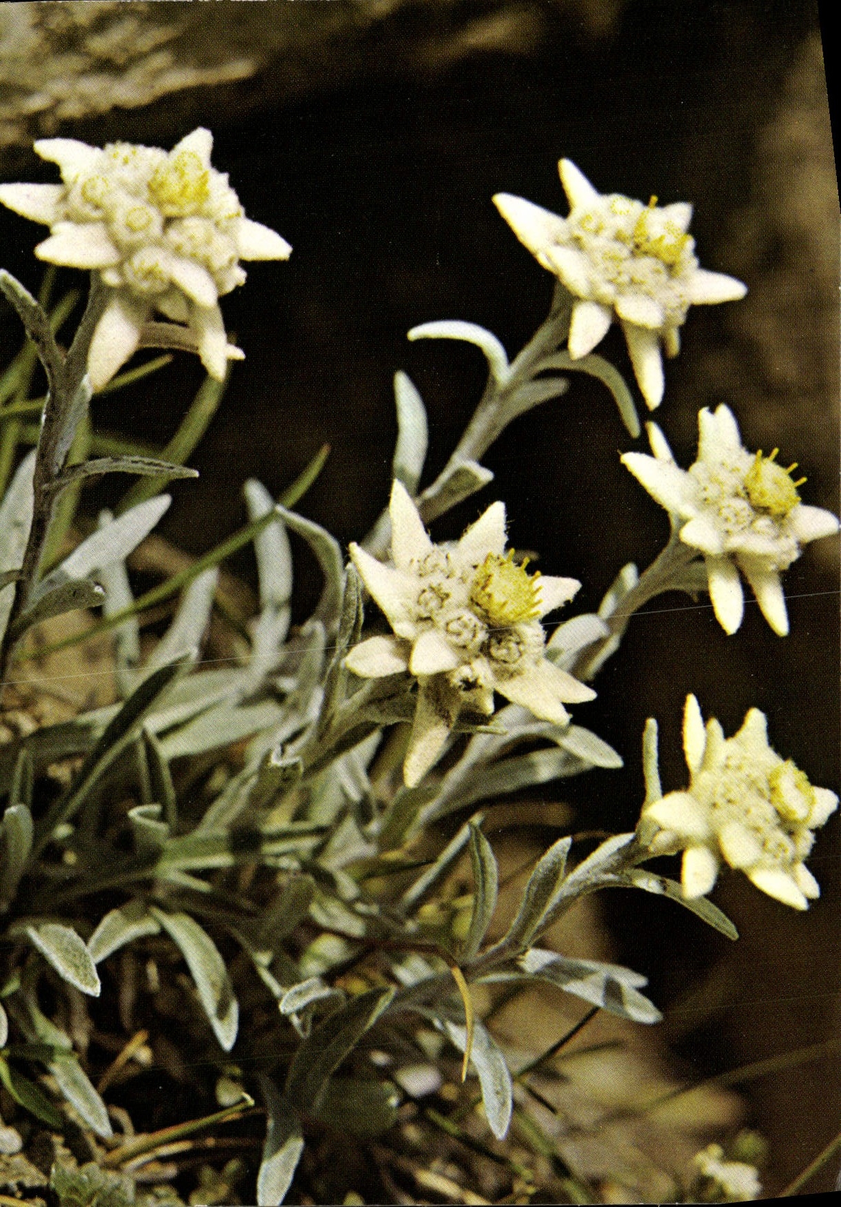 CPM Leontopodium Alpinum Cass Edelweiss Fleurs