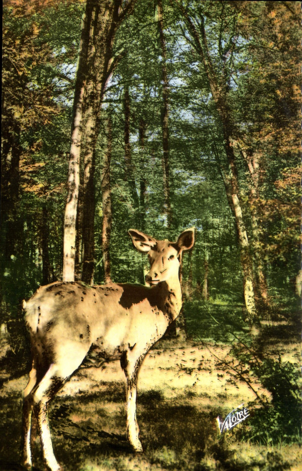 MODERN CARD Landscapes Of the Surprised Sologne Hind