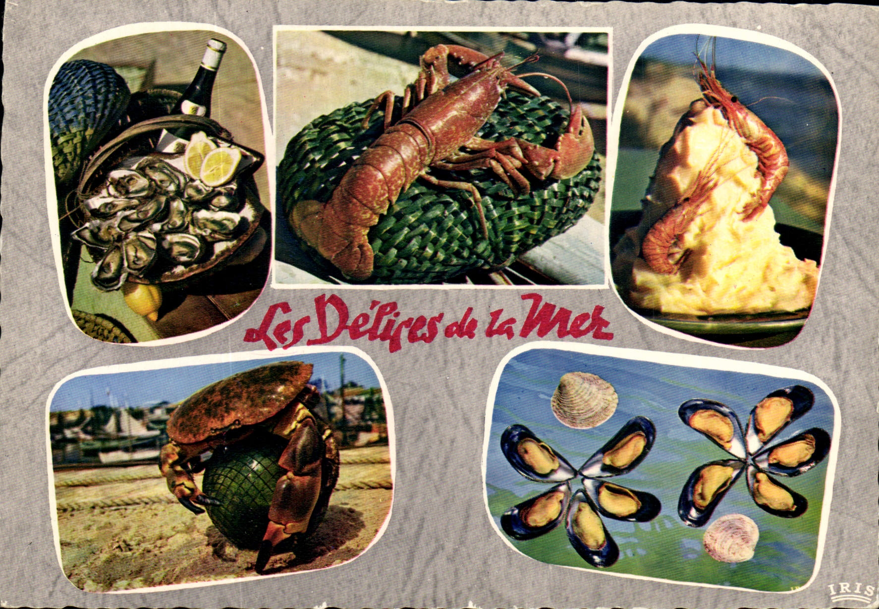 MODERN CARD Delights of the Sea Lobster Oyster Shrimp Crab