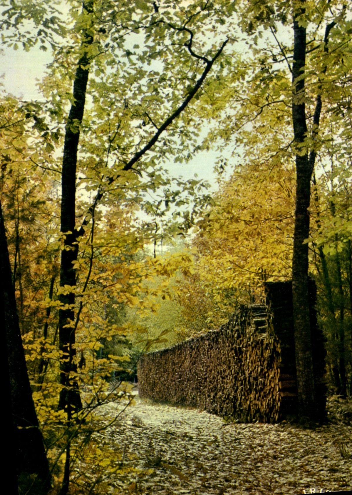 MODERN CARD Last days of autumn