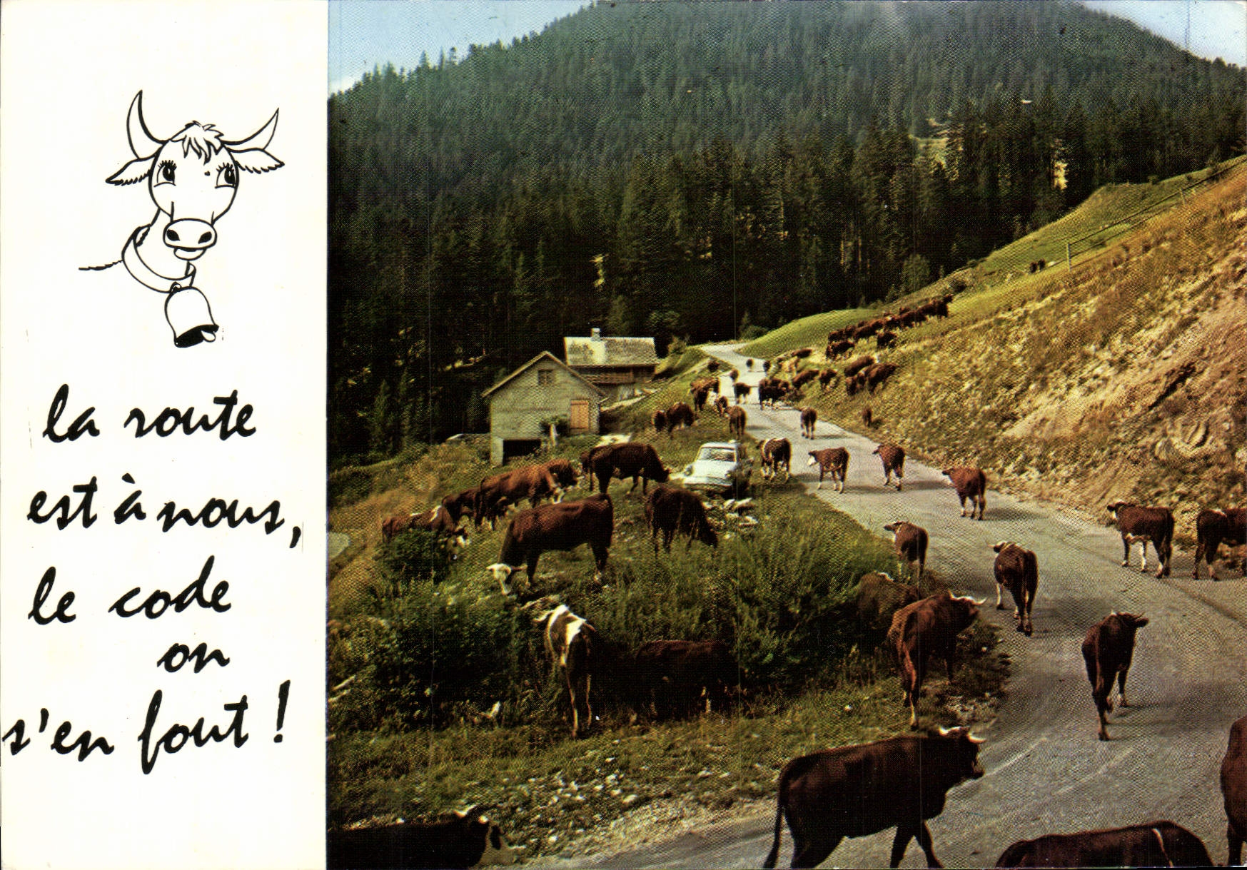 CPM Vaches