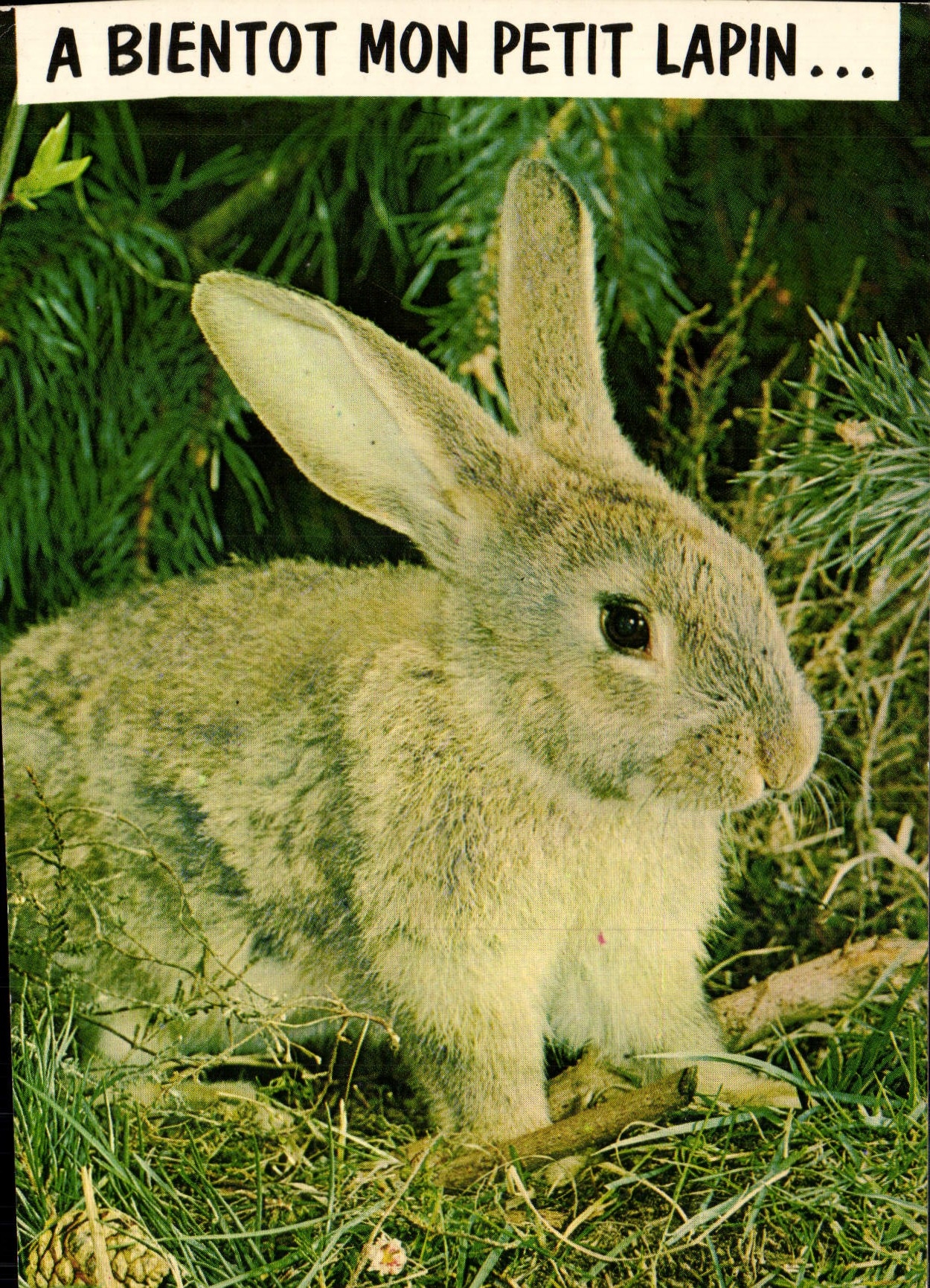 CPM A Bientot mon Petit Lapin