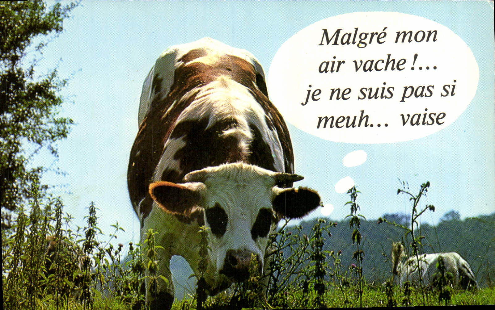 CPM Malgre Mon air Vache je ne suis pas si Meuh vais Vache