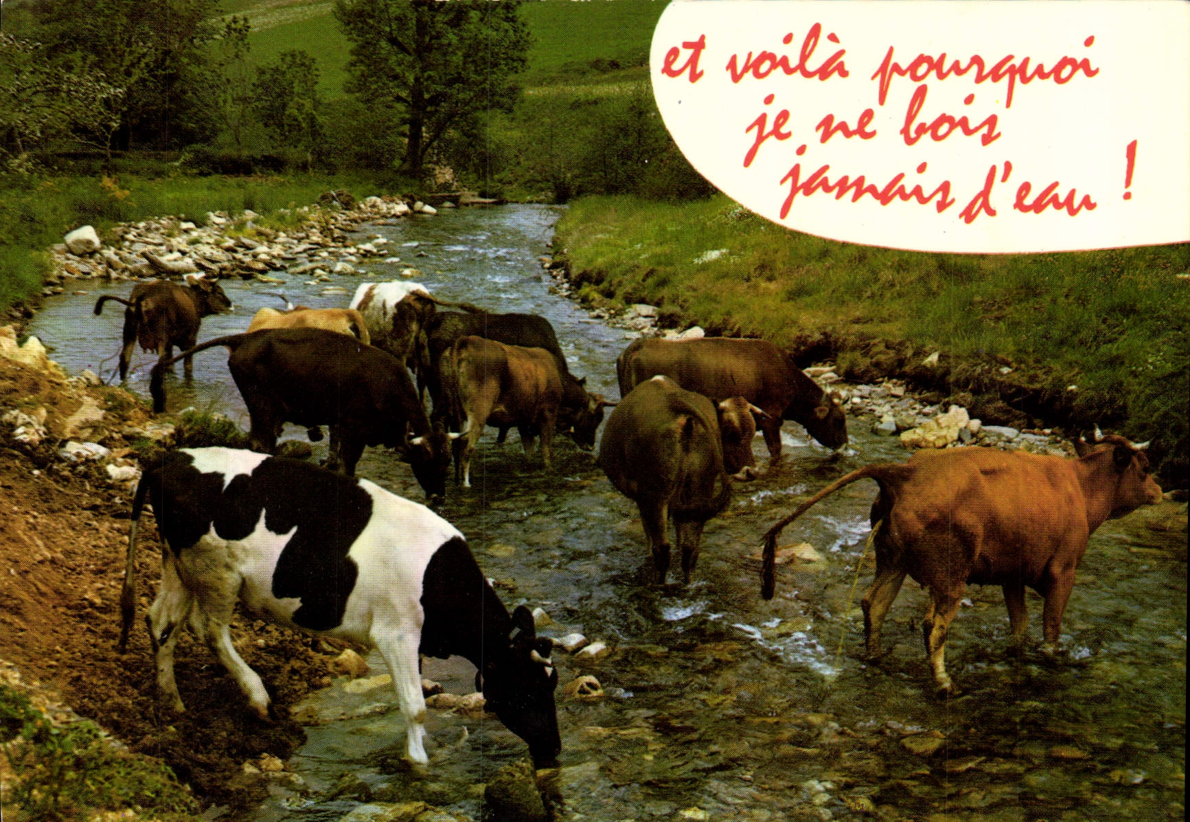 CPM Et voila pourquoi je ne bois jamais Vaches