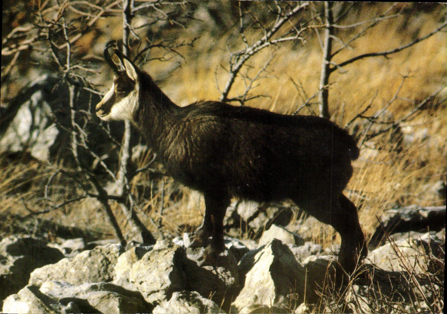 CPM Faune Savoyarde Jeune Chamois du Plateau des Glieres