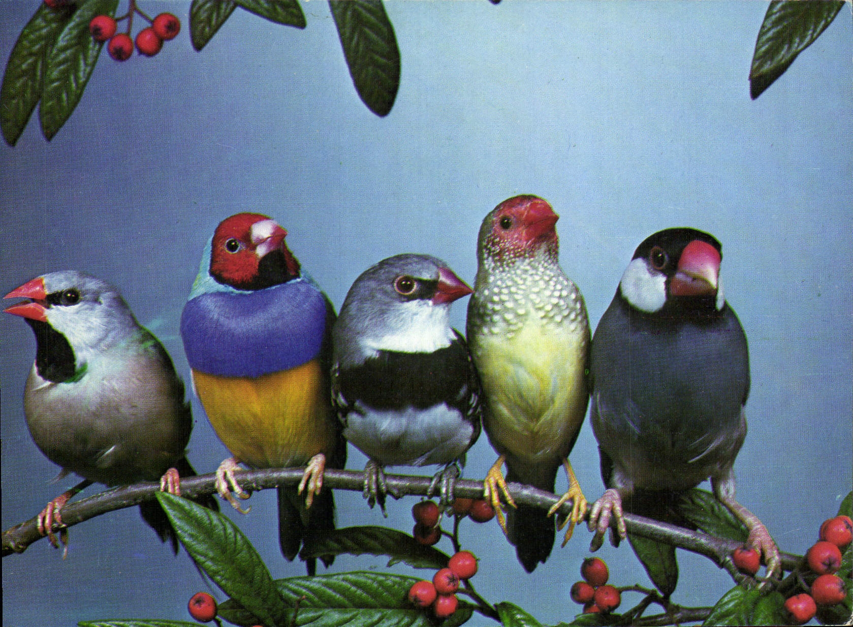 MODERN CARD Calfat Diamond has russet-red tail