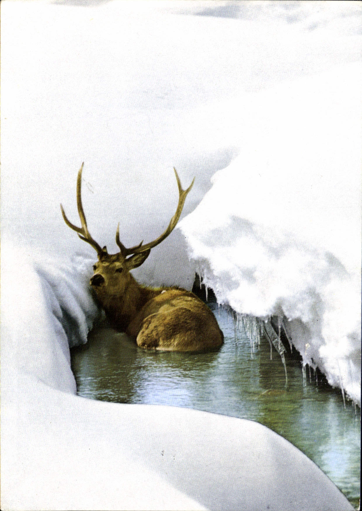 CPM Cerf