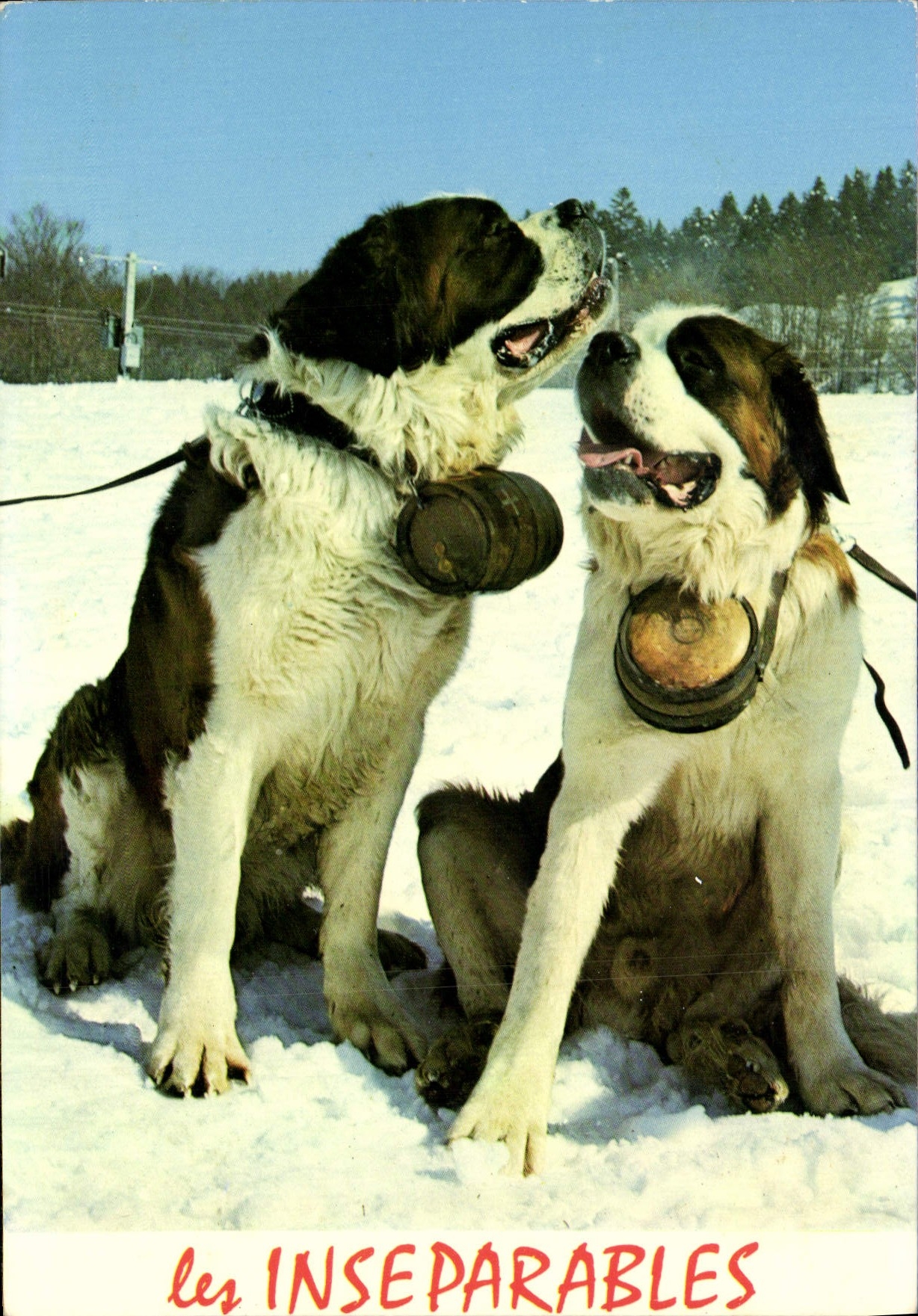 CPM Les Inseparables Chiens Chien Saint Bernard