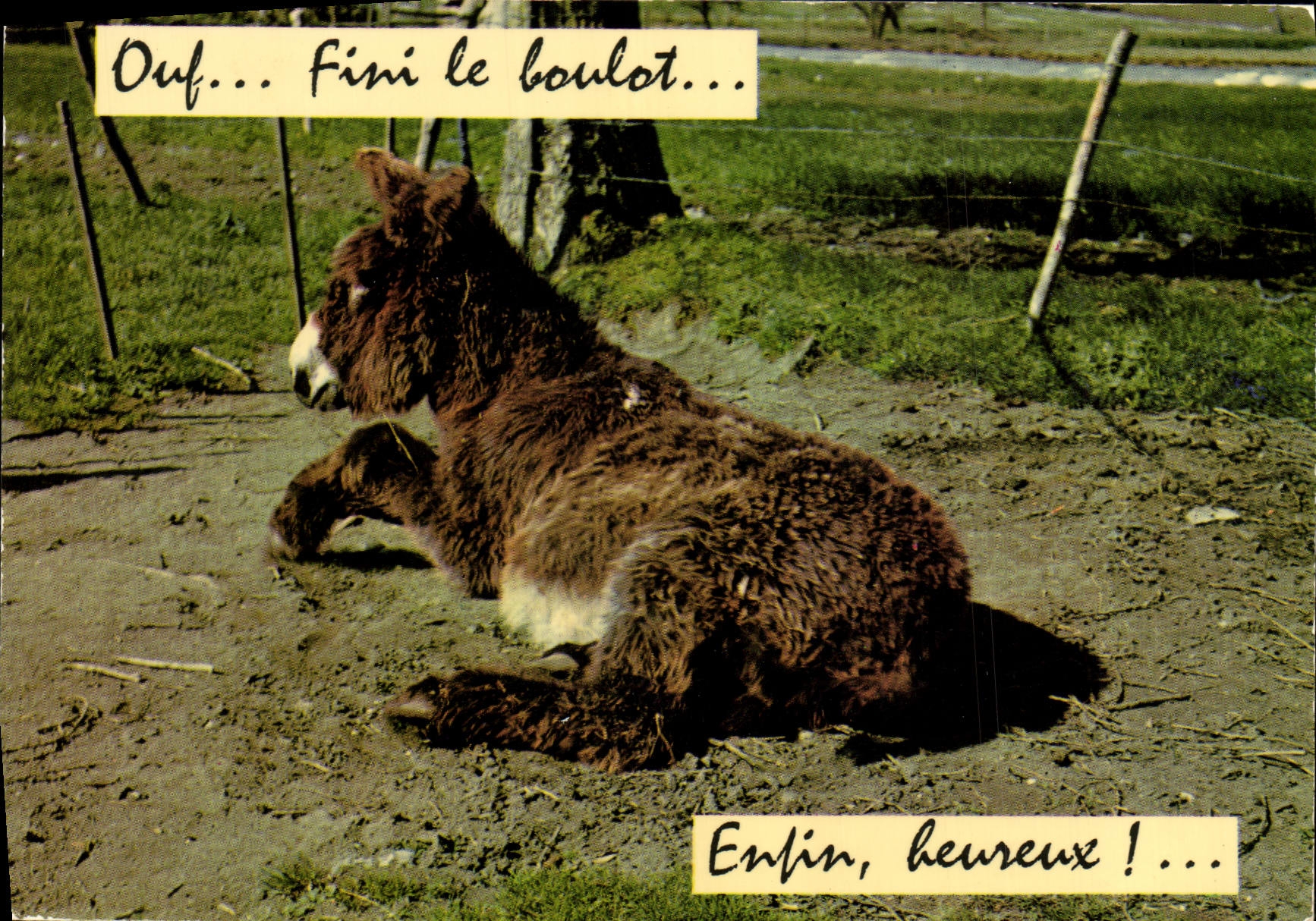 POSTAL MODERNA mula del asno