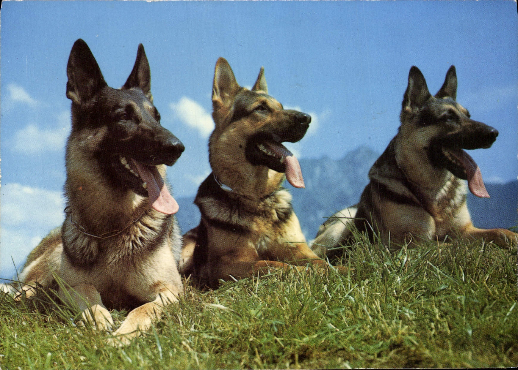 MODERN CARD Dog Shepherd of Alsace