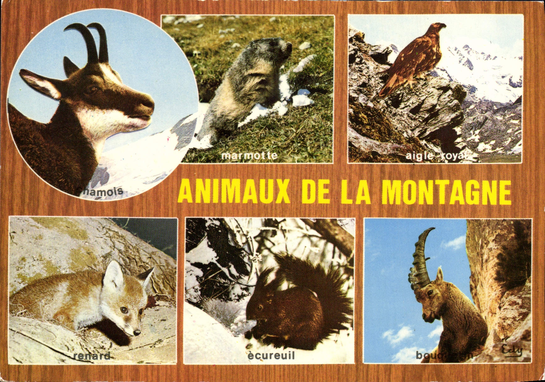 CPM Animaux De La Montagne Chamois Marmotte Aigle Royal Rapace Renard Ecureuil Bouqueton