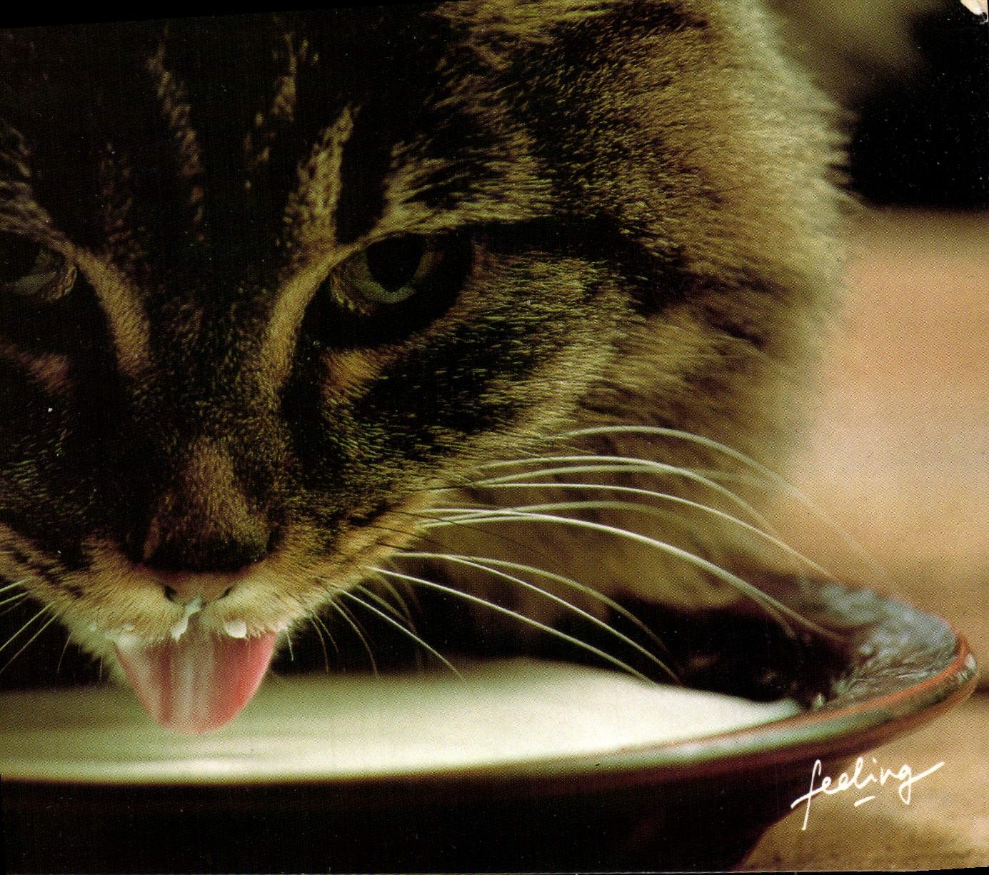 CPM Gentils chatons Chat Chaton