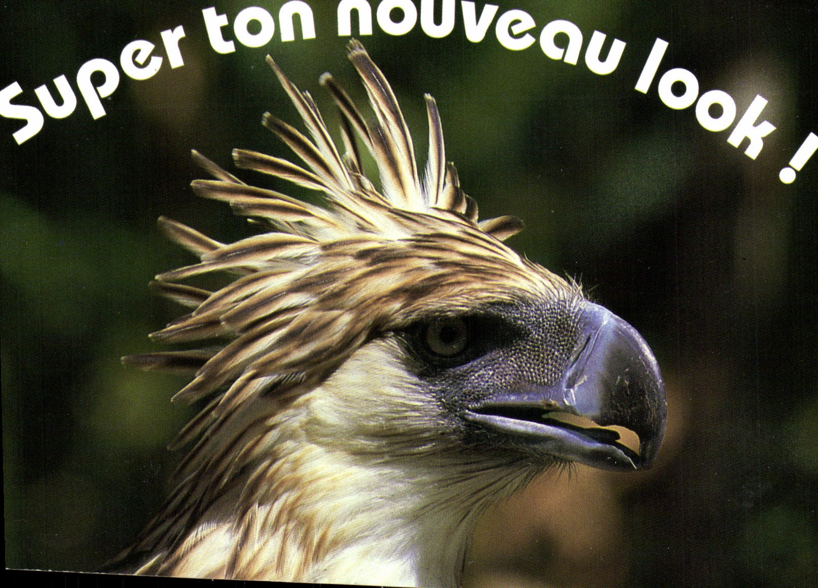 MODERN CARD Super tone new look Raptor Bird