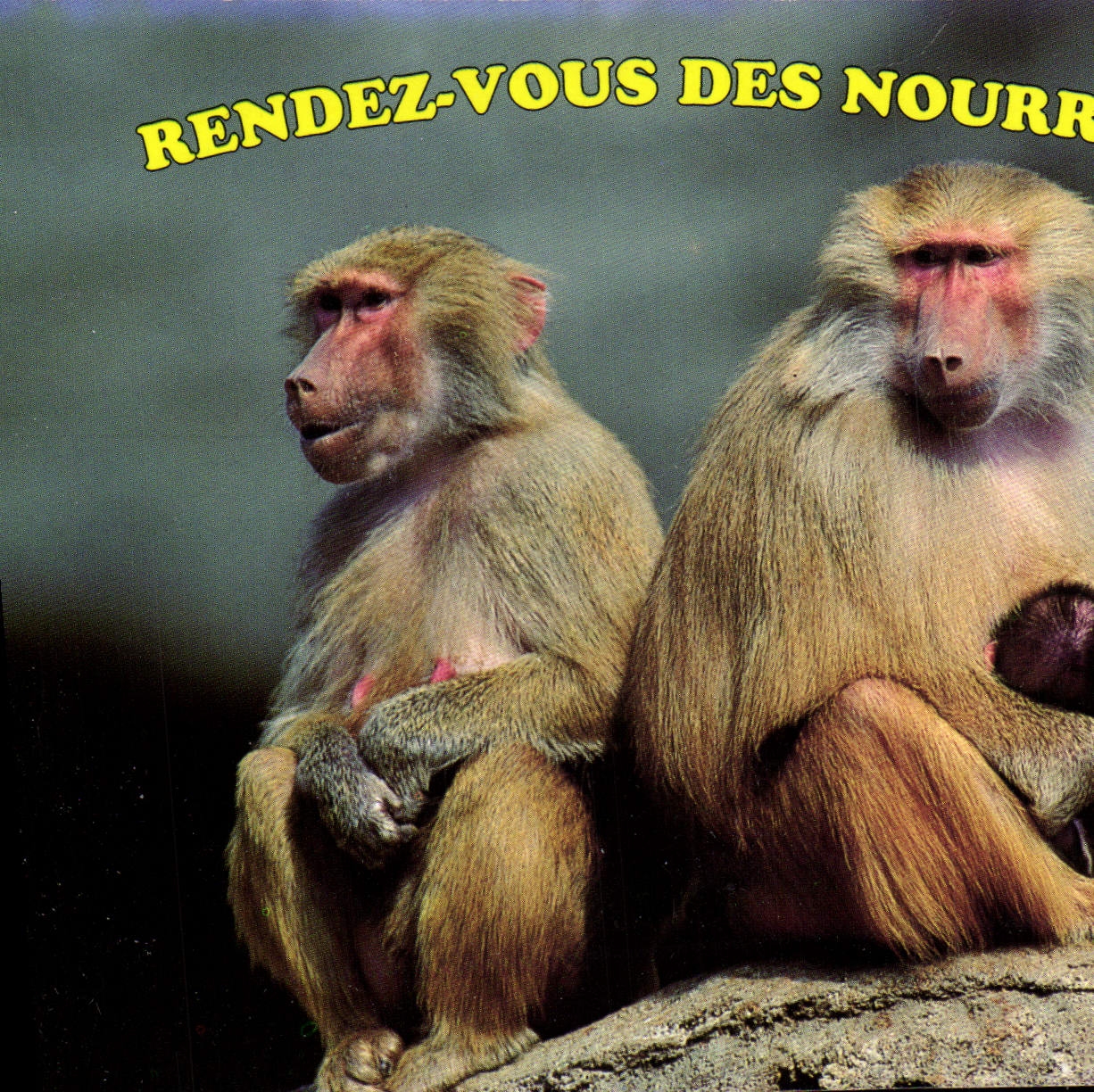 CPM Rendez vous Des Nourrices Singe