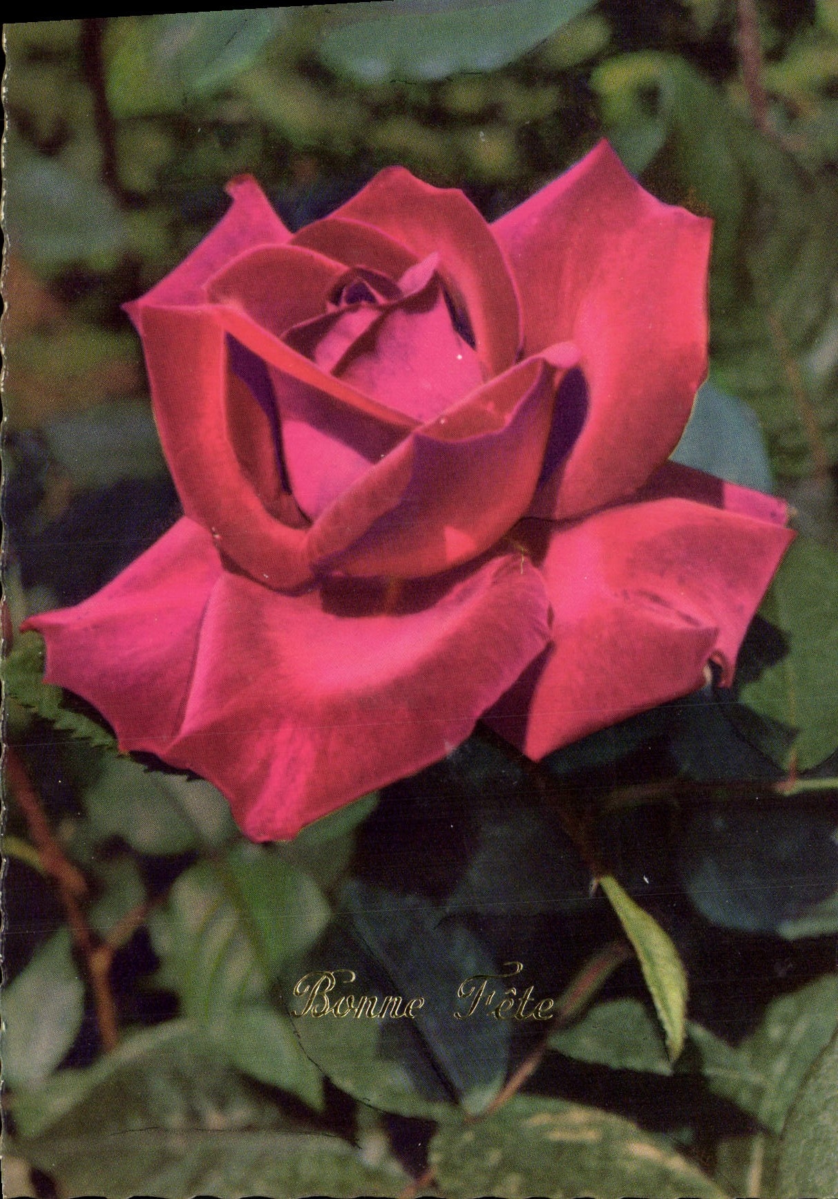 MODERN CARD Rose Flowers