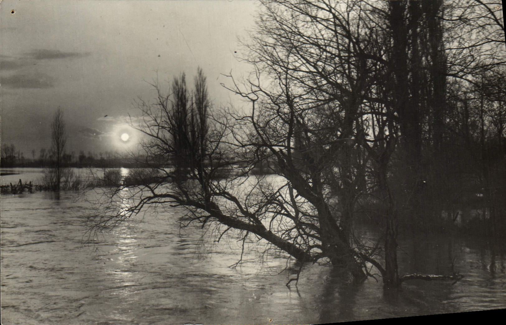 Real photo Trees in water