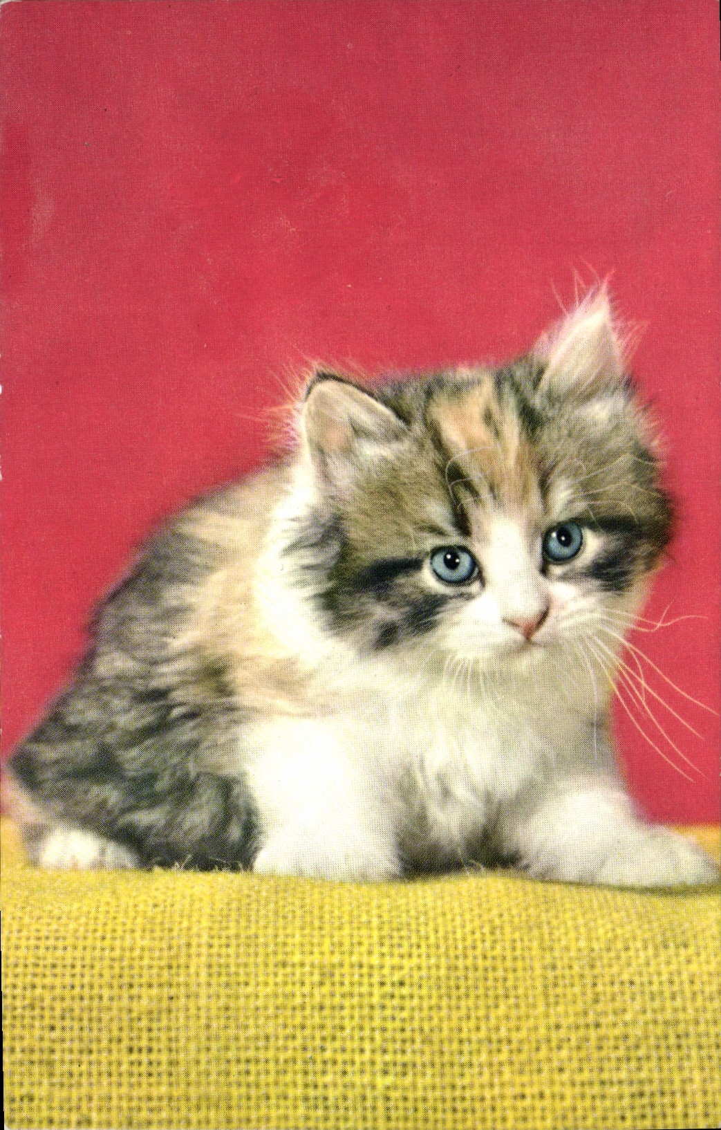 MODERN CARD Cat Kitten