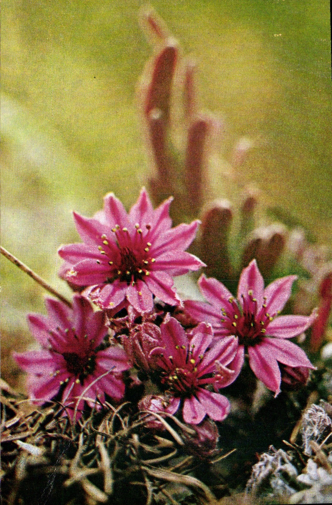 MODERN CARD Flowers of the Alps