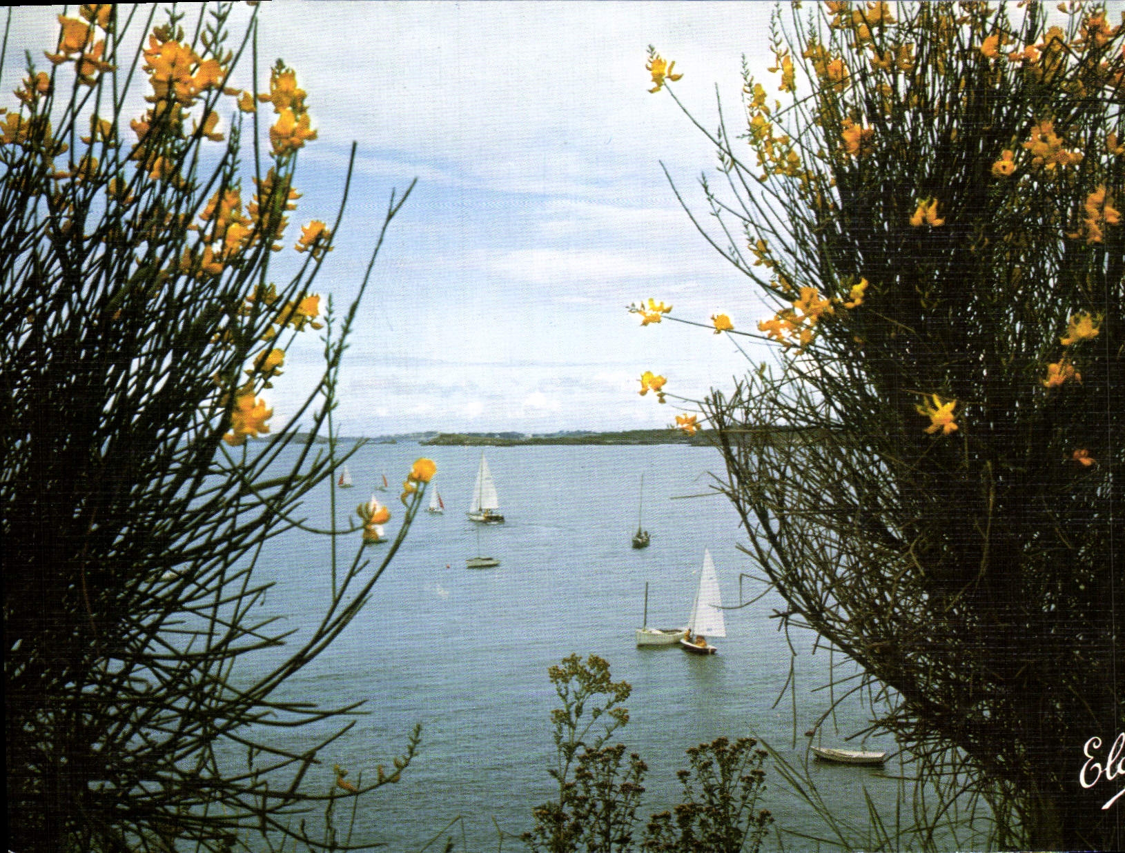 MODERN CARD Aquitanian Dimension Brooms On the Dune