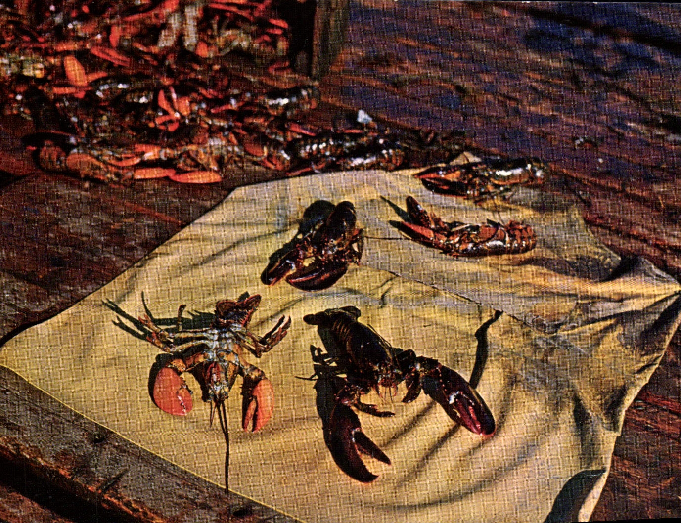 CPM Live Maine Lobsters JuSt Caught From The Sea Spread Out On Fisherman's Yellow Oilskin