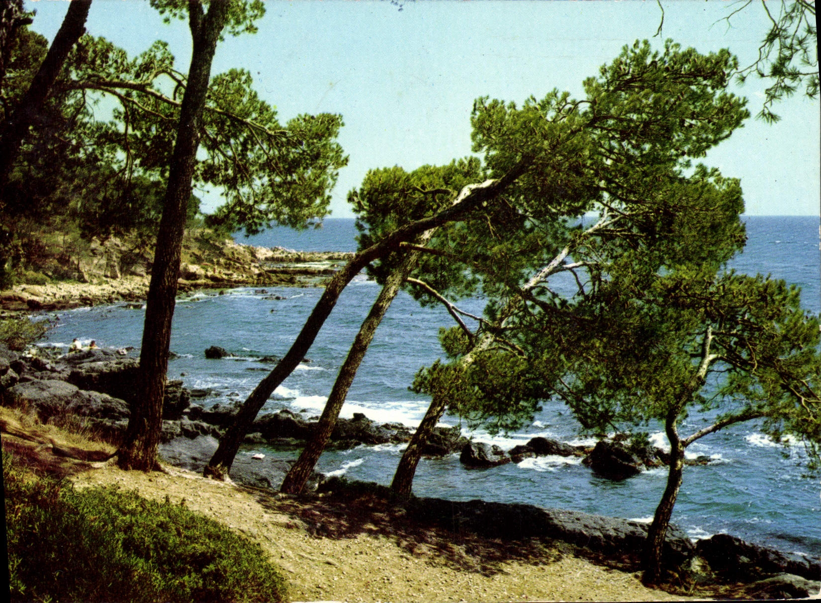 CPM Pins Penches Sur La Mediterranee Arbres