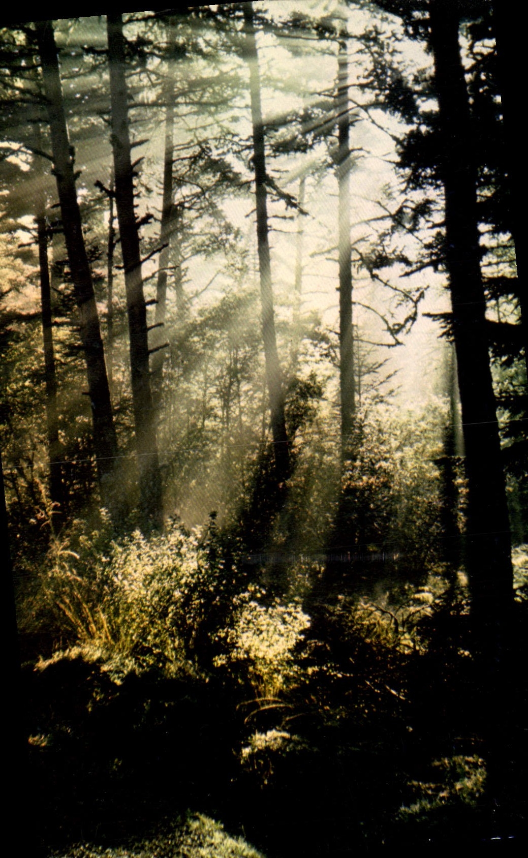 CPM Premiers Rayons Arbres