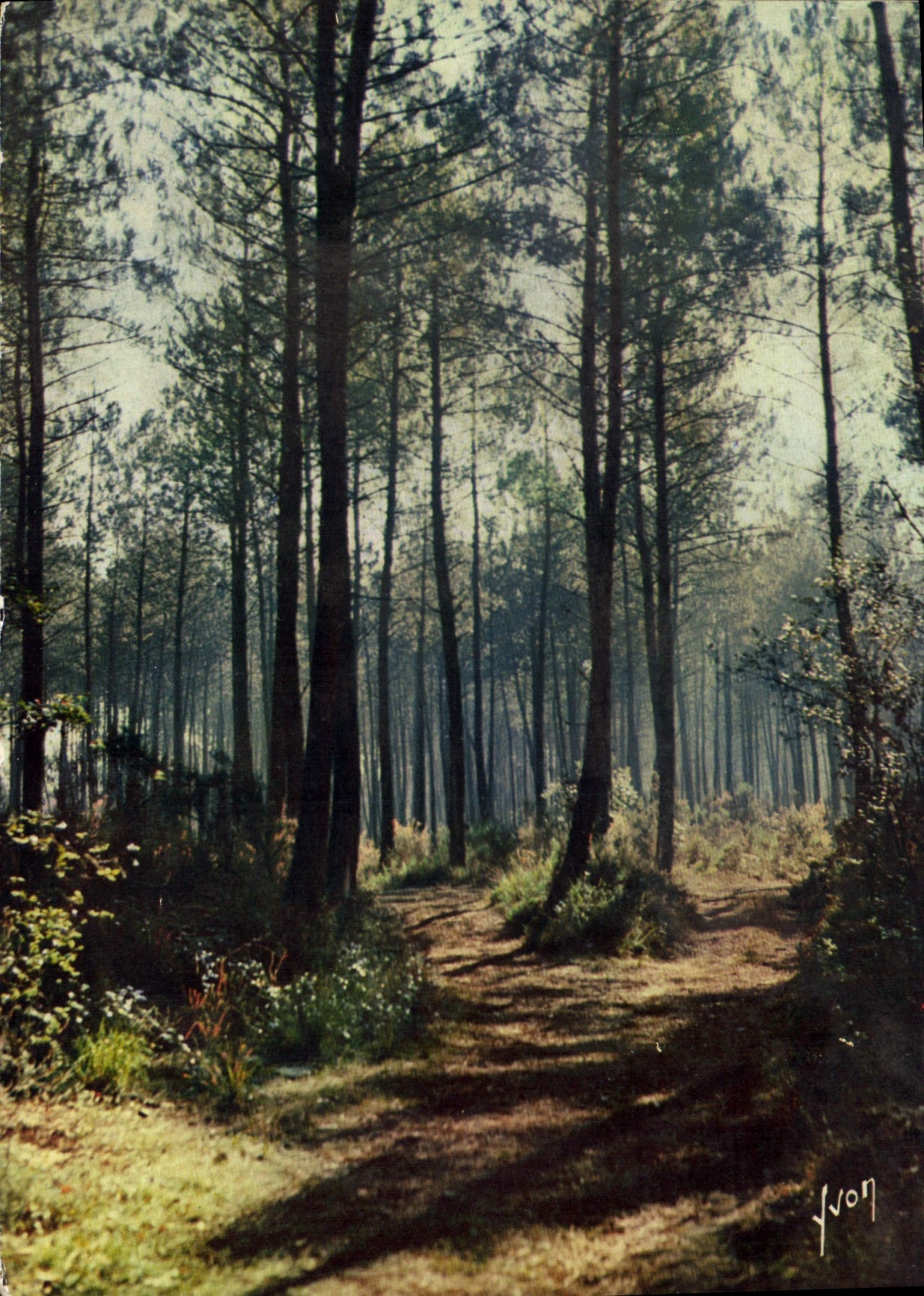 CPM Couleurs Et Lumiere De France Belle foret de pins