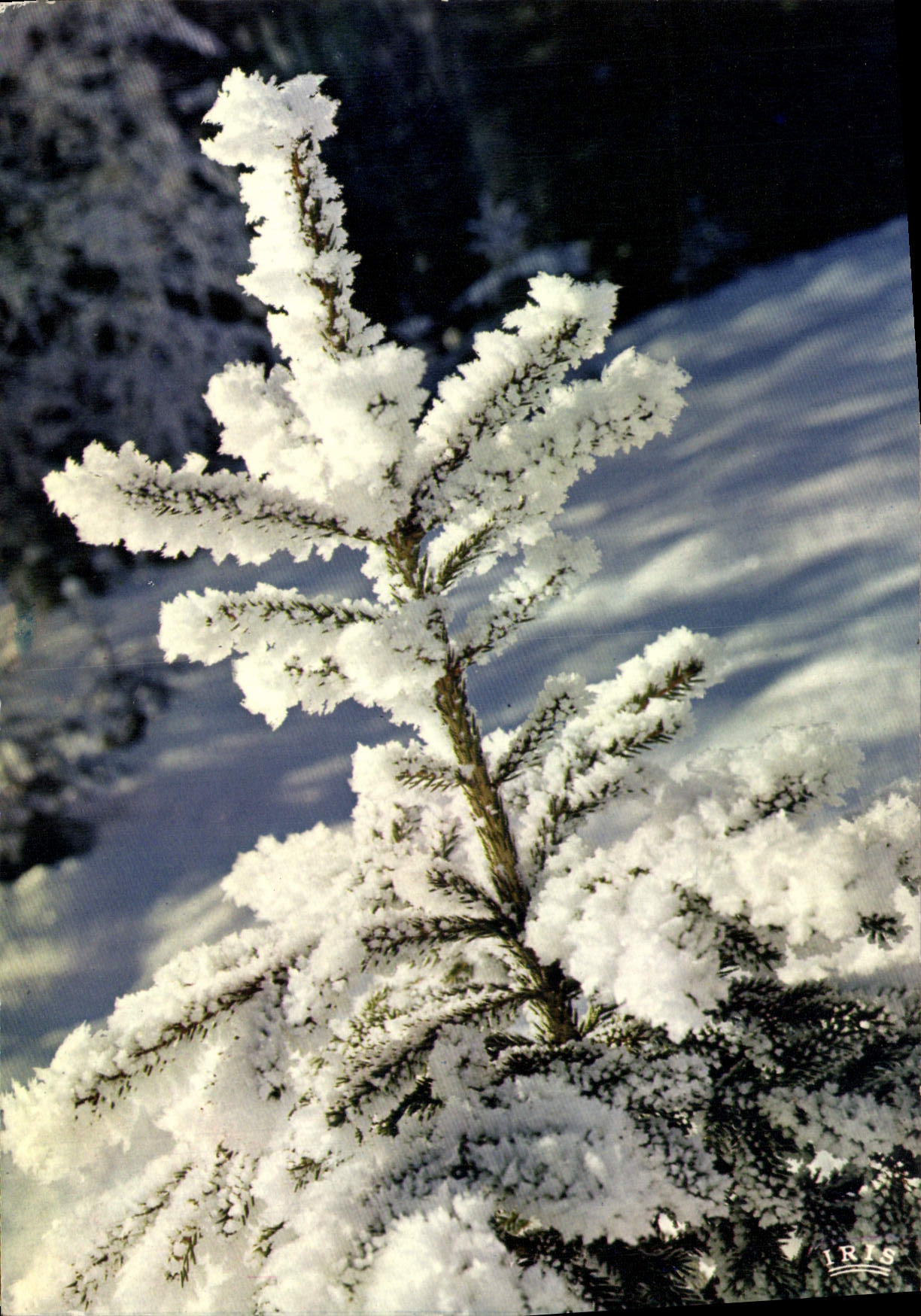 MODERN CARD the tree of Snow