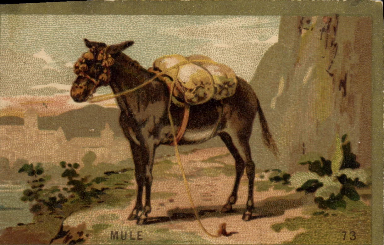 Chromo Mule Ane