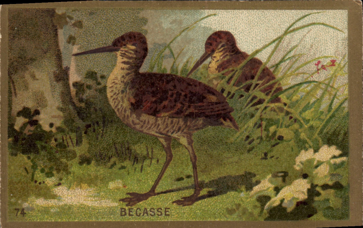Chromo Becasse Oiseau