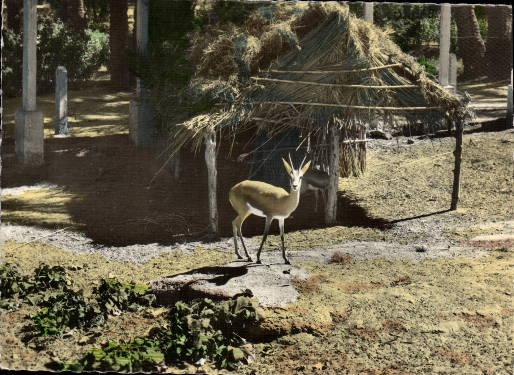 CPM Colomb Bechar Gazelles Jardin de la palmeraie