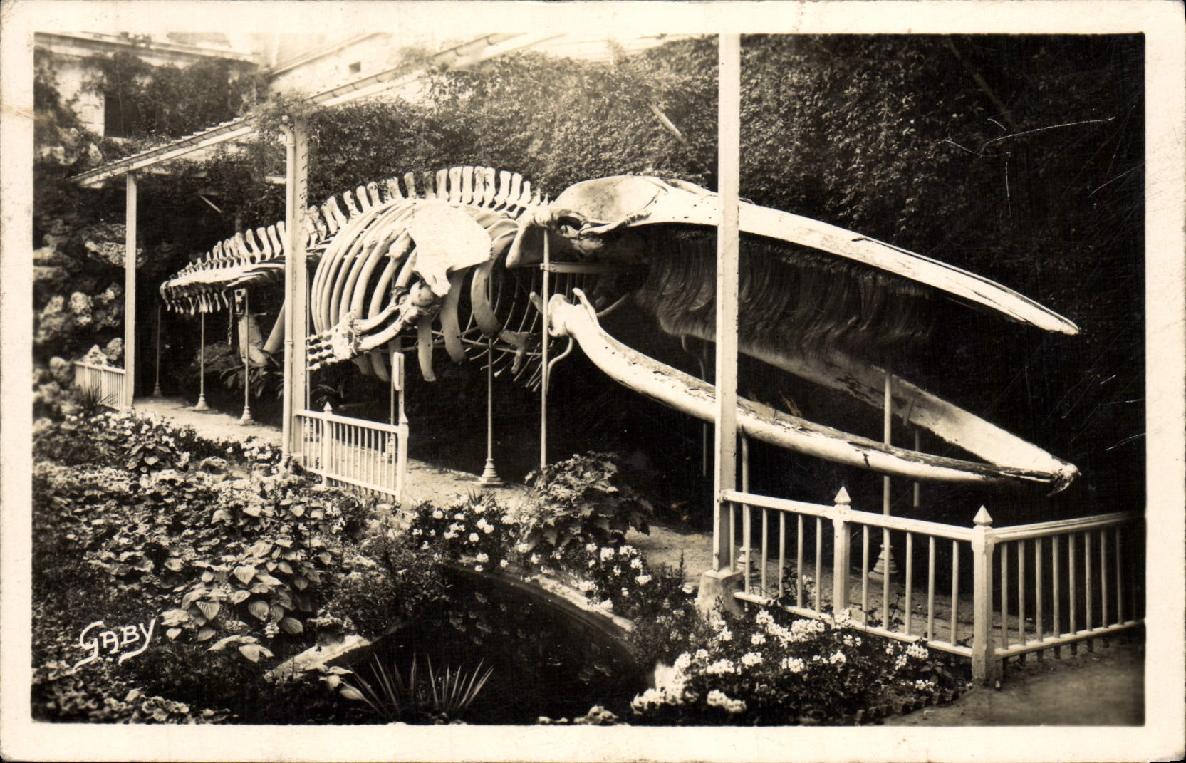 POSTAL Lucas de la VENDIMIA en el mar la ballena