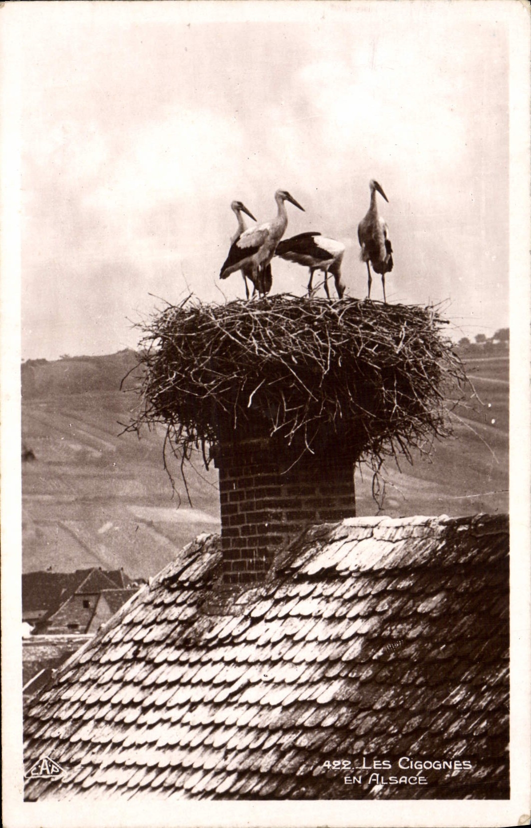 CPA Les Cigognes En Alsace 