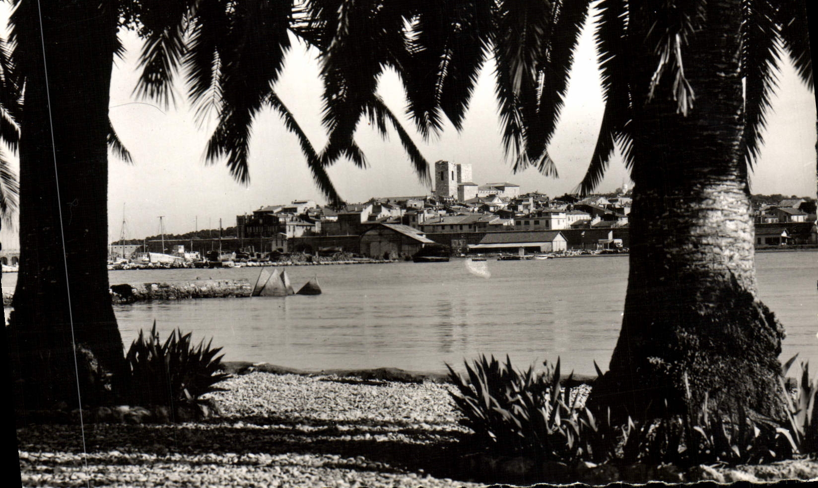 MODERN CARD Antibes Escaped the Old city through the palm trees