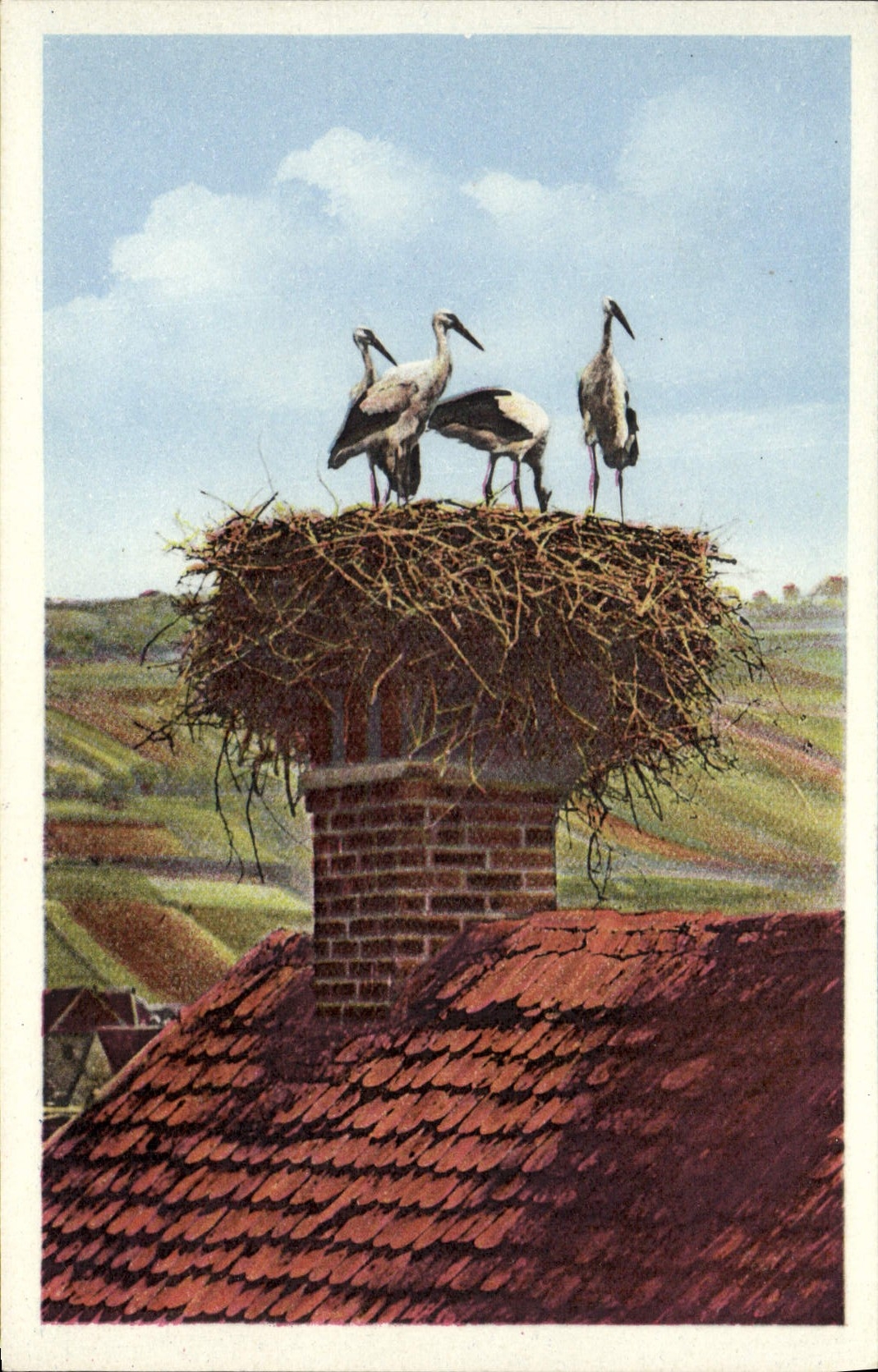 CPA Le Cigognes en Alsace